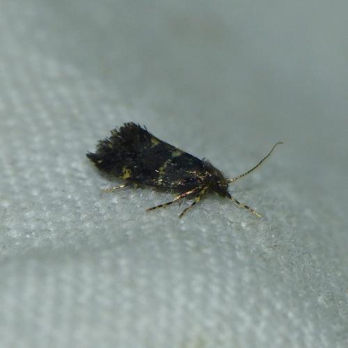 Réf. 193 394 : Narycia duplicella